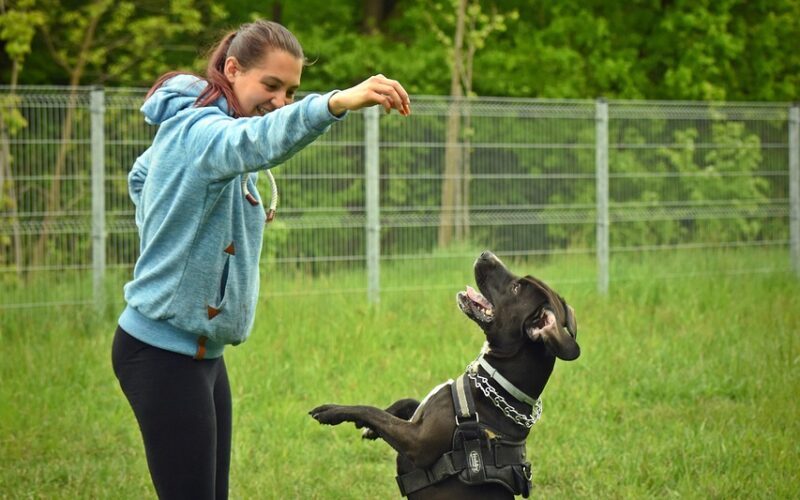Ile kosztuje szkolenie psa – ceny, czynniki wpływające na koszt i porady dla właścicieli