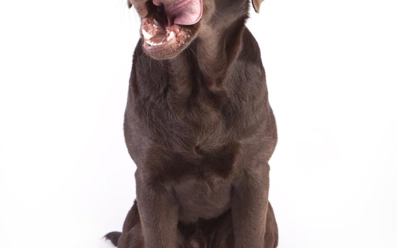 Ile razy dziennie karmić psa – praktyczny poradnik dla właścicieli