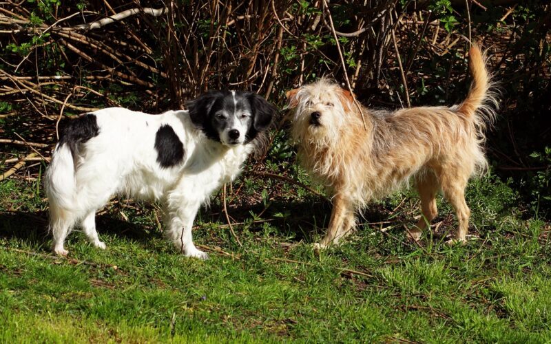 Jak namówić rodziców na psa – skuteczne sposoby, które naprawdę działają