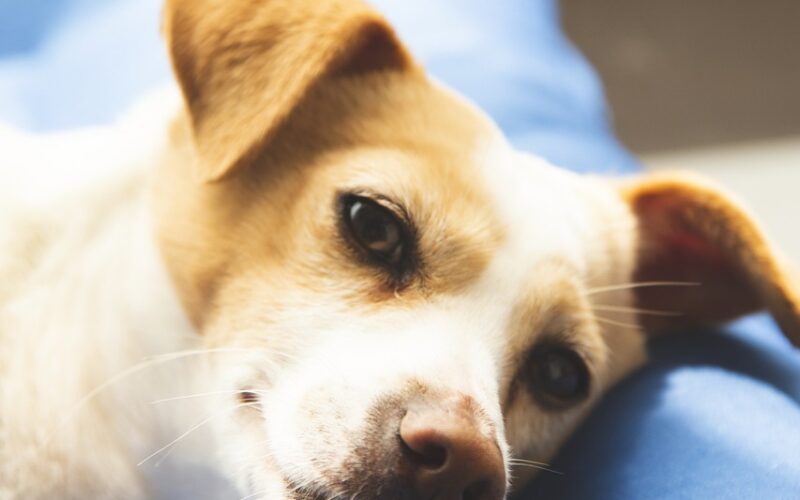 Jak nauczyć psa spania w legowisku – skuteczne sposoby i porady