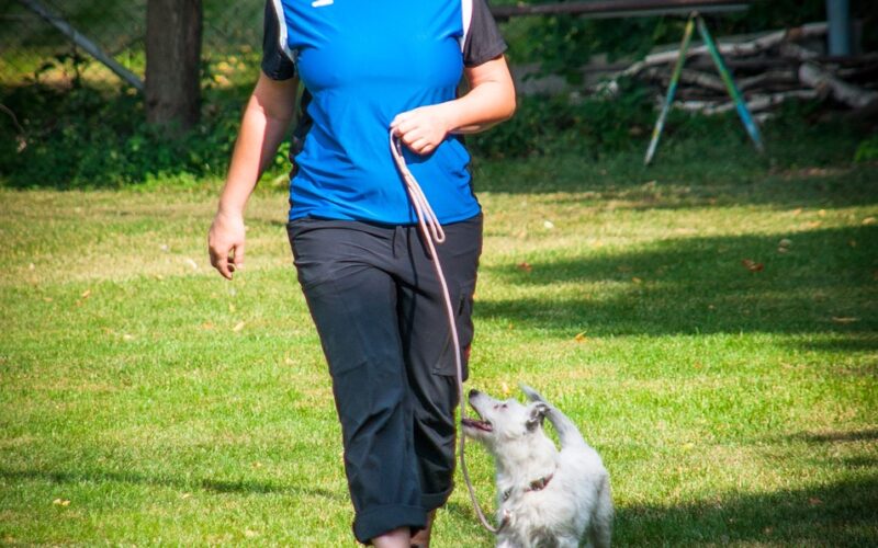 Jak oduczyć psa skakania na ludzi i domowników – skuteczne metody treningu