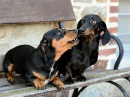 Jak oswoić psa ze schroniska – praktyczne porady dla nowych opiekunów