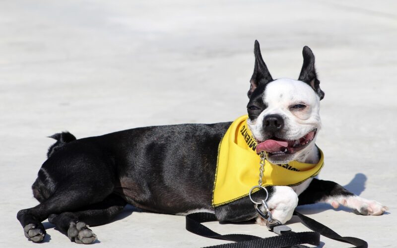 Kliker dla psa – jak działa i dlaczego warto go używać podczas szkolenia