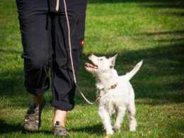 Kolczatka dla psa – czy to dobre rozwiązanie? Zalety, wady i porady dla właścicieli