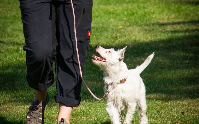 Kolczatka dla psa – czy to dobre rozwiązanie? Zalety, wady i porady dla właścicieli
