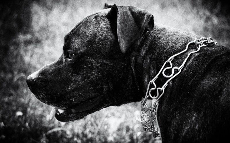 Obroża z kolcami dla psa – czy to bezpieczne rozwiązanie i kiedy warto ją stosować