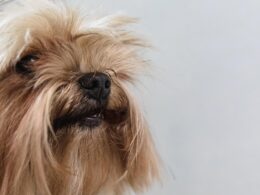 Olej parafinowy dla psa – zastosowanie, dawkowanie i bezpieczeństwo