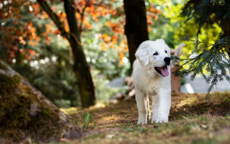 Pies Boo – wszystko, co musisz wiedzieć o najsłodszym psie świata
