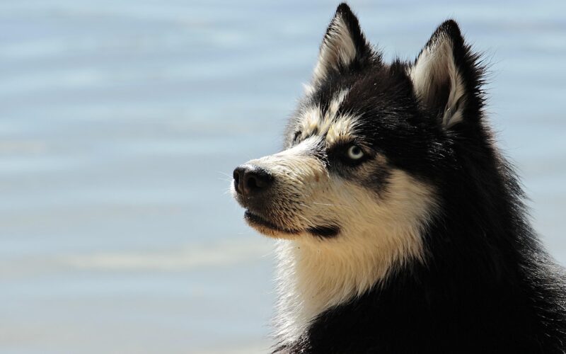 Pies tropiący – jak działa, szkolenie i zastosowanie w praktyce