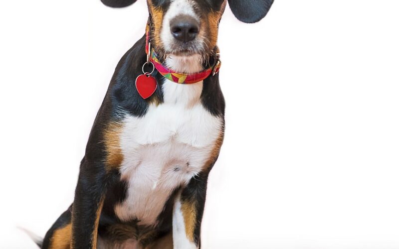 Popiół surowy w karmie dla psa – co oznacza i czy jest szkodliwy?