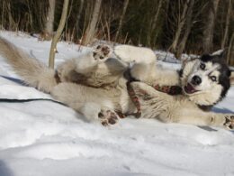 Psy zaprzęgowe – rasy, szkolenie i zastosowanie w sporcie oraz rekreacji