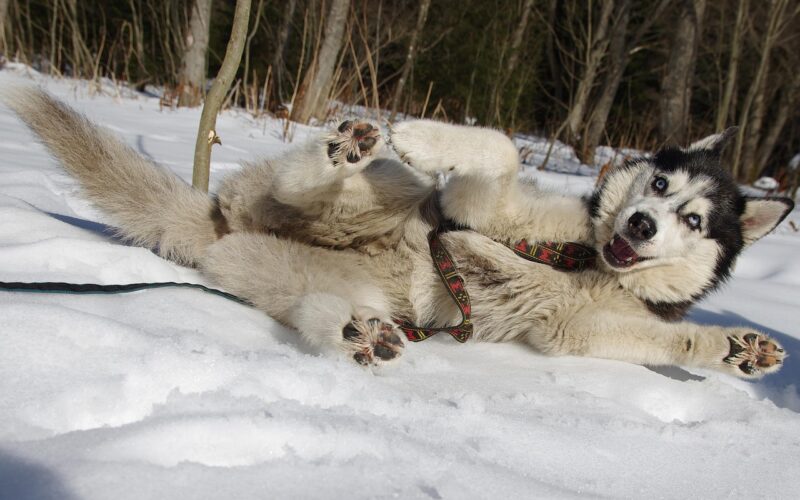 Psy zaprzęgowe – rasy, szkolenie i zastosowanie w sporcie oraz rekreacji