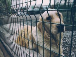 Umowa adopcyjna psa – co powinna zawierać i na co zwrócić uwagę