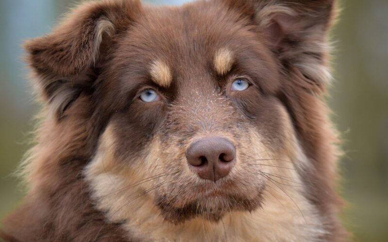 Wysunięte prącie u psa – przyczyny, objawy i leczenie